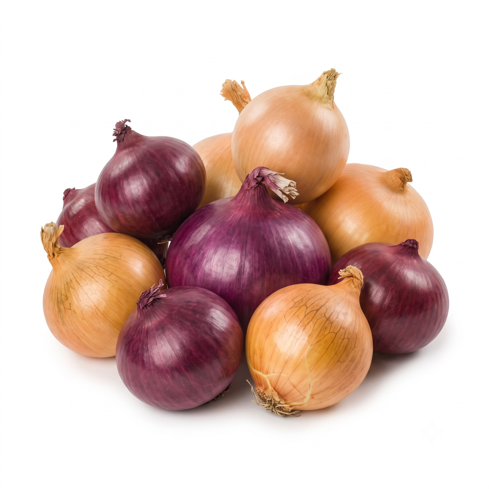 Zwiebel Gelb Bio